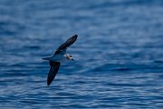 DPPhotography - Maderia - Fea's petrel - N