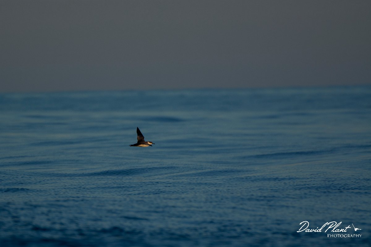 DPPhotography - Maderia - Great sheatwater - A.jpg - Great shearwater - Ocean SE of Madeira, Madeira