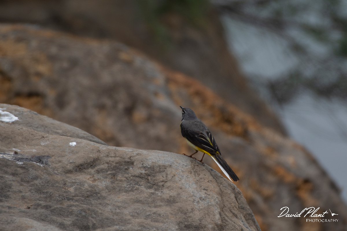 DPPhotography - Maderia - Grey wagtail - B.jpg - Grey wagtail - Lugar de Baixo, Maderia