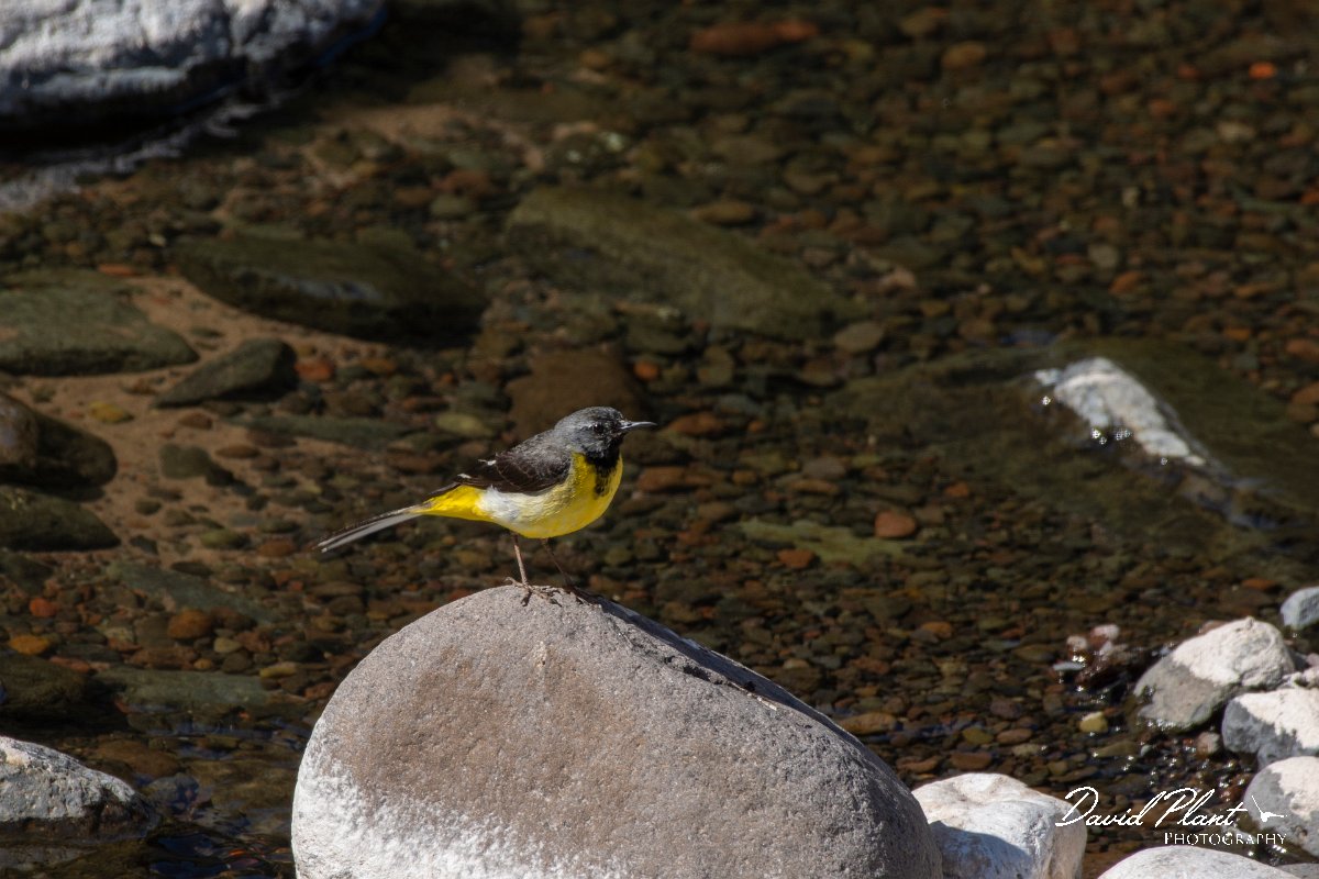 DPPhotography - Maderia - Grey wagtail - F.jpg - Grey wagtail - Ribeiro Bravo, Madeira