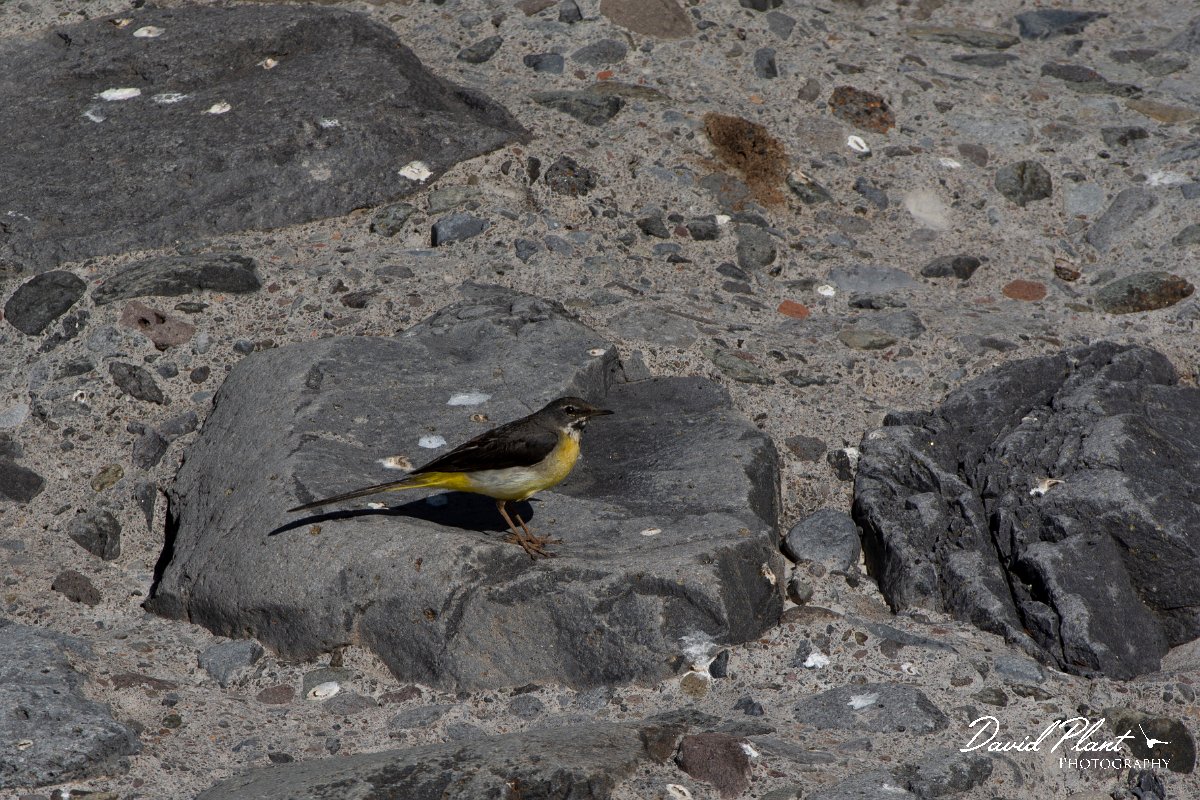 DPPhotography - Maderia - Grey wagtail - K.jpg - Grey wagtail - Ribeiro Bravo, Madeira