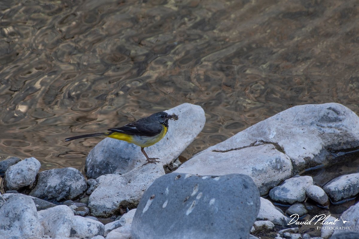 DPPhotography - Maderia - Grey wagtail - N.jpg - Grey wagtail - Ribeiro Bravo, Madeira