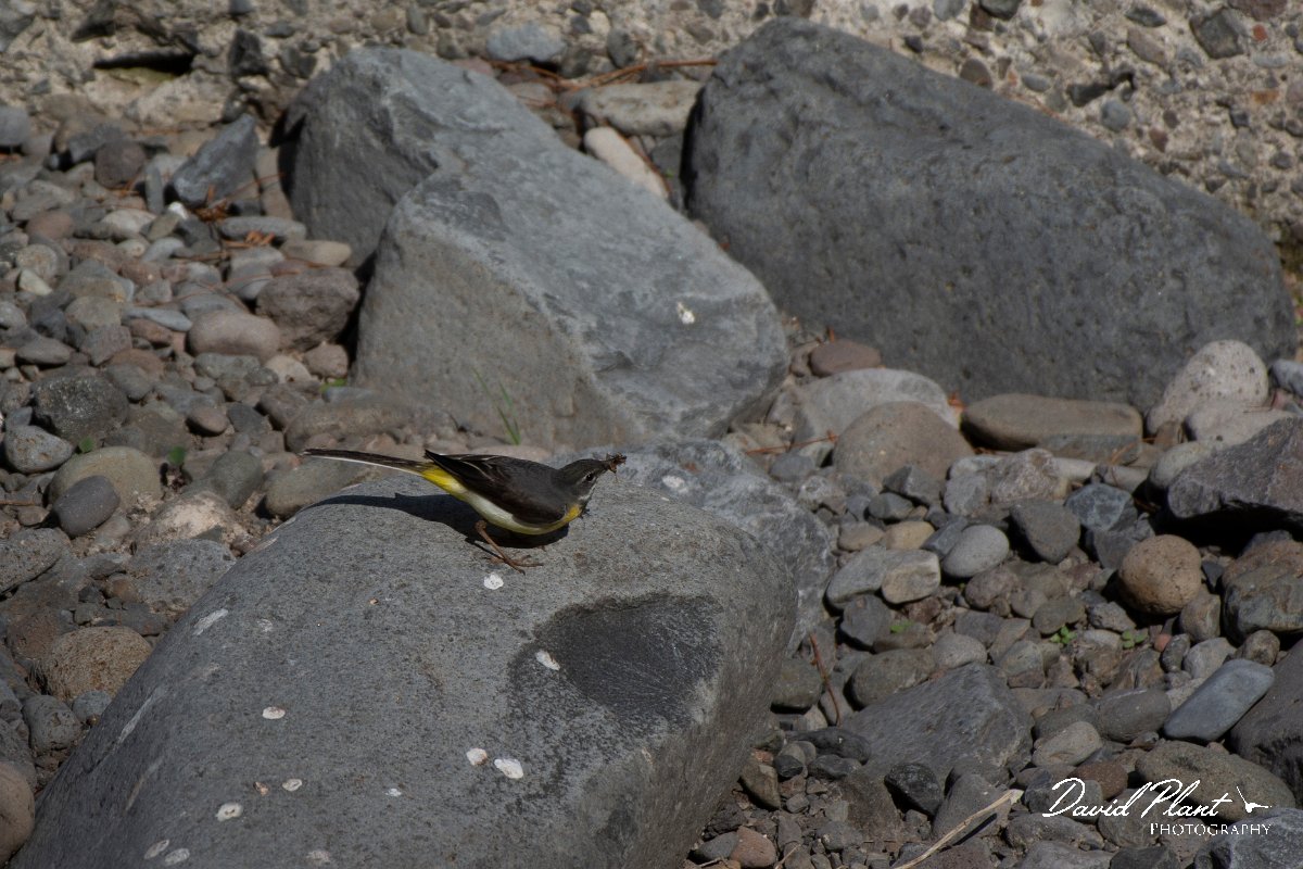 DPPhotography - Maderia - Grey wagtail - O.jpg - Grey wagtail - Ribeiro Bravo, Madeira
