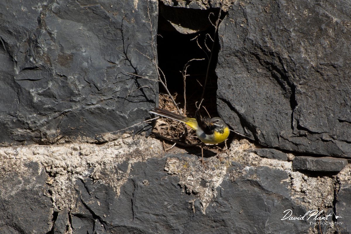 DPPhotography - Maderia - Grey wagtail - Q.jpg - Grey wagtail - Ribeiro Bravo, Madeira