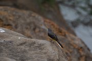 DPPhotography - Maderia - Grey wagtail - B