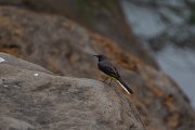 DPPhotography - Maderia - Grey wagtail - C