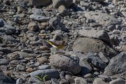 DPPhotography - Maderia - Grey wagtail - D
