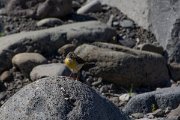 DPPhotography - Maderia - Grey wagtail - E