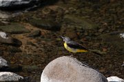 DPPhotography - Maderia - Grey wagtail - G