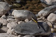 DPPhotography - Maderia - Grey wagtail - H