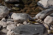 DPPhotography - Maderia - Grey wagtail - I