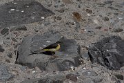 DPPhotography - Maderia - Grey wagtail - K