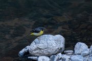 DPPhotography - Maderia - Grey wagtail - R