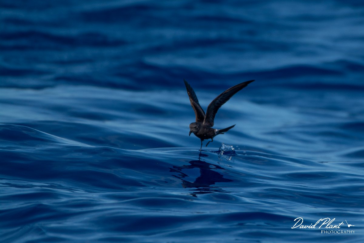 DPPhotography - Maderia - Leach's petrel - A.jpg - Leach's petrel - Ocean N of Madeira, Madeira