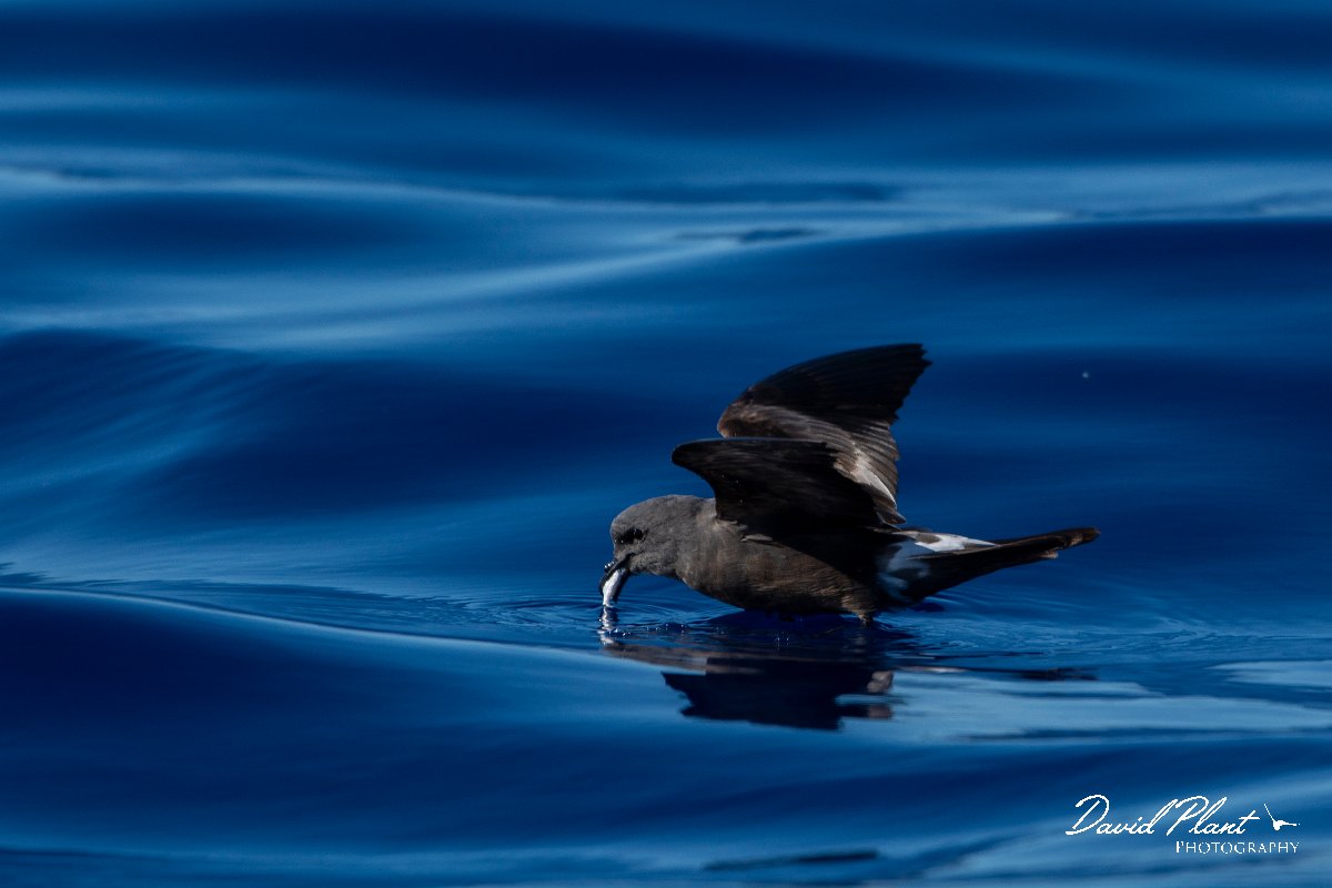 DPPhotography - Maderia - Leach's petrel - E.jpg - Leach's petrel - Ocean N of Madeira, Madeira