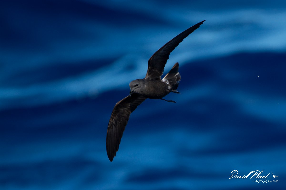 DPPhotography - Maderia - Leach's petrel - F.jpg - Leach's petrel - Ocean N of Madeira, Madeira