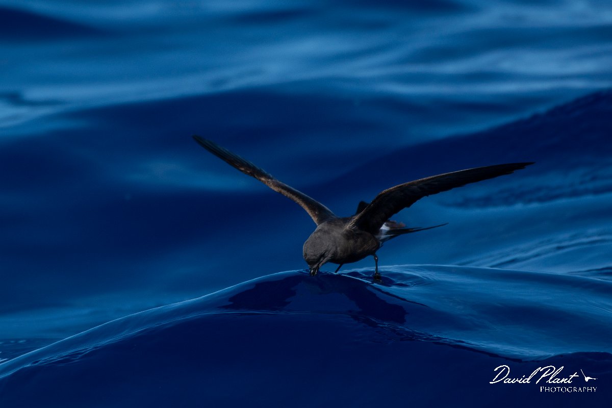 DPPhotography - Maderia - Leach's petrel - G.jpg - Leach's petrel - Ocean N of Madeira, Madeira