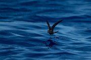 DPPhotography - Maderia - Leach's petrel - A