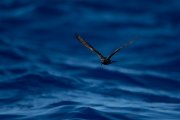 DPPhotography - Maderia - Leach's petrel - B