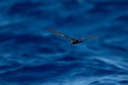 DPPhotography - Maderia - Leach's petrel - C