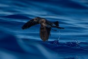 DPPhotography - Maderia - Leach's petrel - D