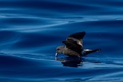 DPPhotography - Maderia - Leach's petrel - E