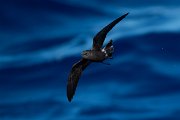 DPPhotography - Maderia - Leach's petrel - F