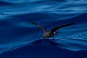DPPhotography - Maderia - Leach's petrel - G