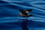 DPPhotography - Maderia - Leach's petrel - H