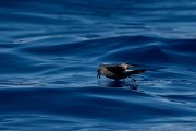 DPPhotography - Maderia - Leach's petrel - I