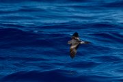 DPPhotography - Maderia - Leach's petrel - J