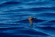 DPPhotography - Maderia - Leach's petrel - K