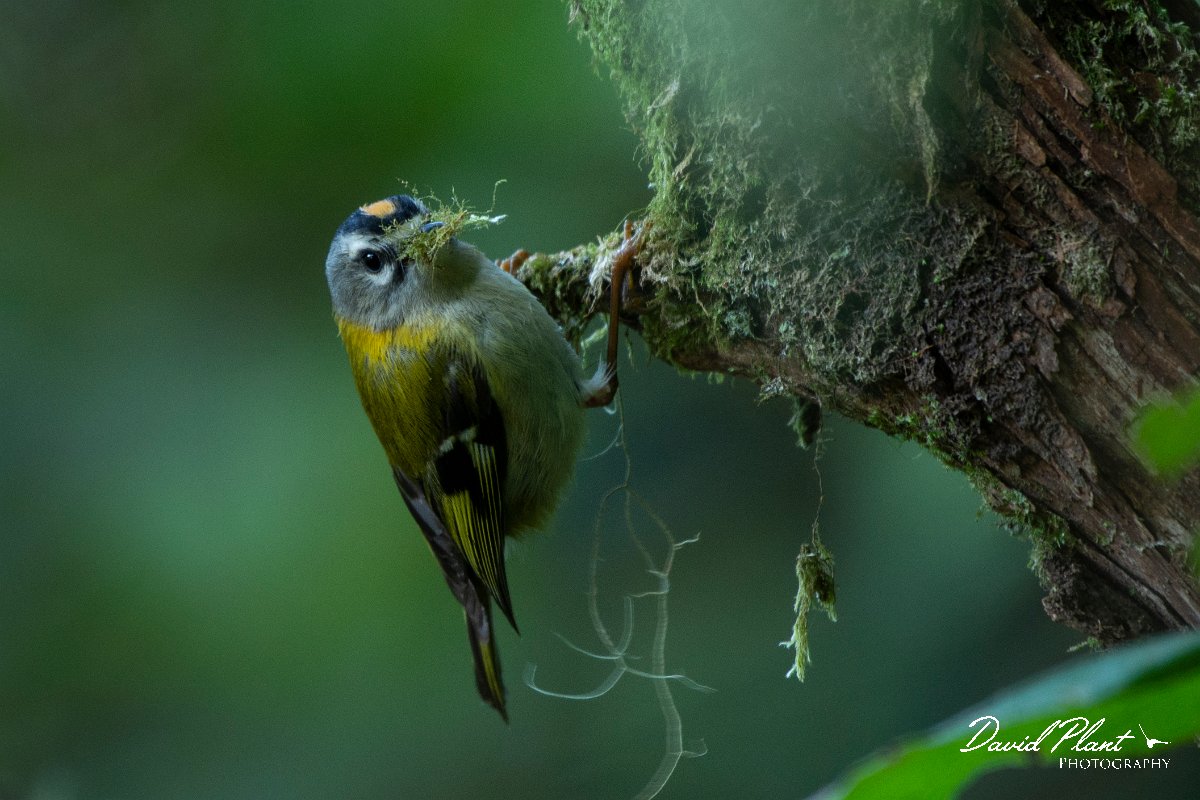DPPhotography - Maderia - Madeiran firecrest - B.jpg - Maderian firecrest - Levado Furado, Madeira