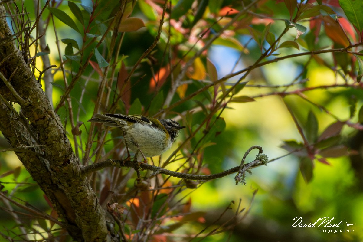 DPPhotography - Maderia - Madeiran firecrest - E.jpg - Maderian firecrest - Palheiro Gardens, Madeira