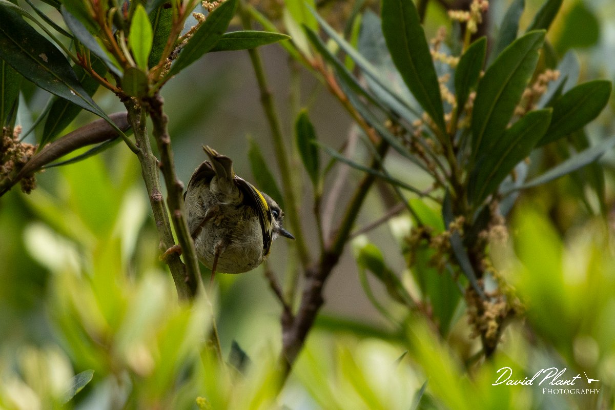 DPPhotography - Maderia - Madeiran firecrest - J.jpg - Maderian firecrest - Ribeira da Janela, Madeira