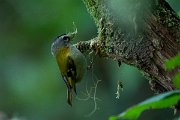 DPPhotography - Maderia - Madeiran firecrest - D