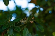 DPPhotography - Maderia - Madeiran firecrest - I