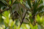 DPPhotography - Maderia - Madeiran firecrest - J