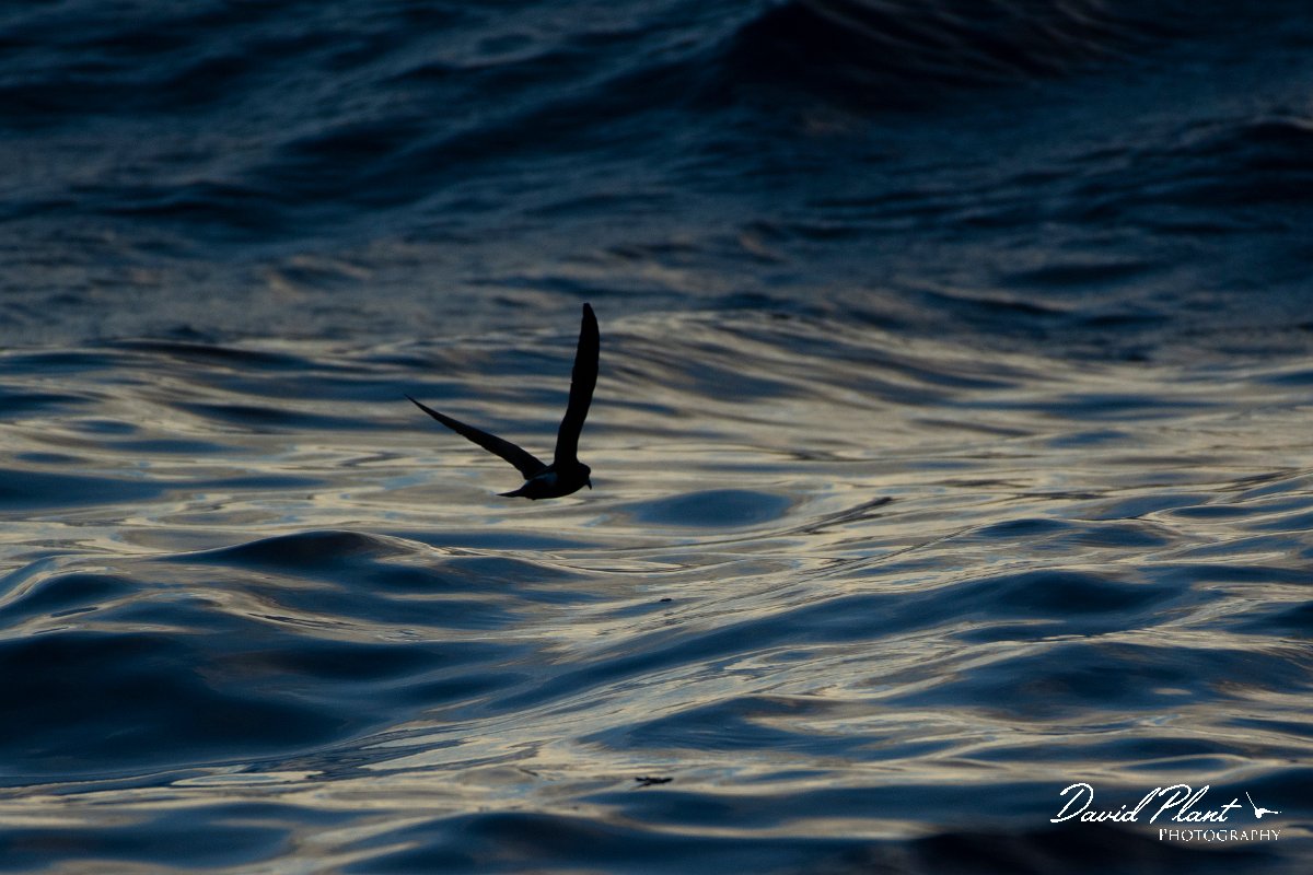 DPPhotography - Maderia - Madeiran storm-petrel - A.jpg - Maderian storm-petrel - Ocean N of Madeira, Madeira