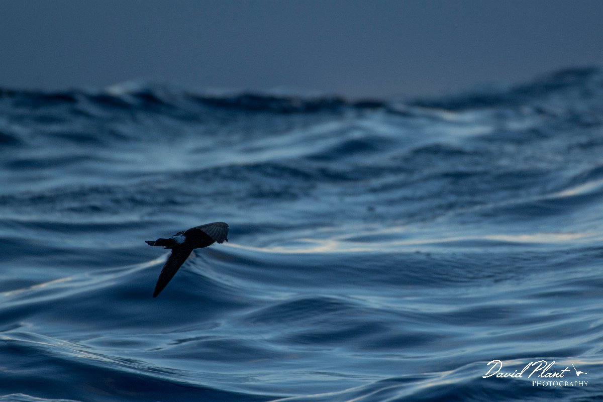 DPPhotography - Maderia - Madeiran storm-petrel - C.jpg - Maderian storm-petrel - Ocean N of Madeira, Madeira