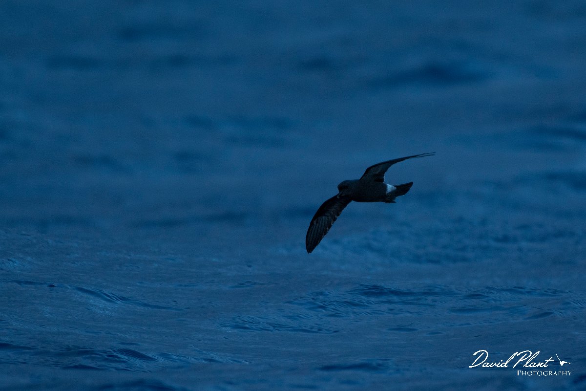 DPPhotography - Maderia - Madeiran storm-petrel - D.jpg - Maderian storm-petrel - Ocean N of Madeira, Madeira