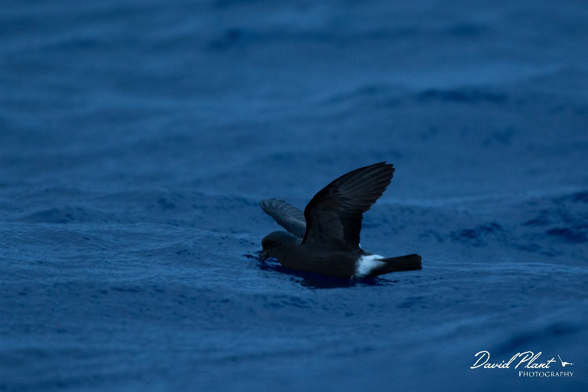 DPPhotography - Maderia - Madeiran storm-petrel - E.jpg - Maderian storm-petrel - Ocean N of Madeira, Madeira