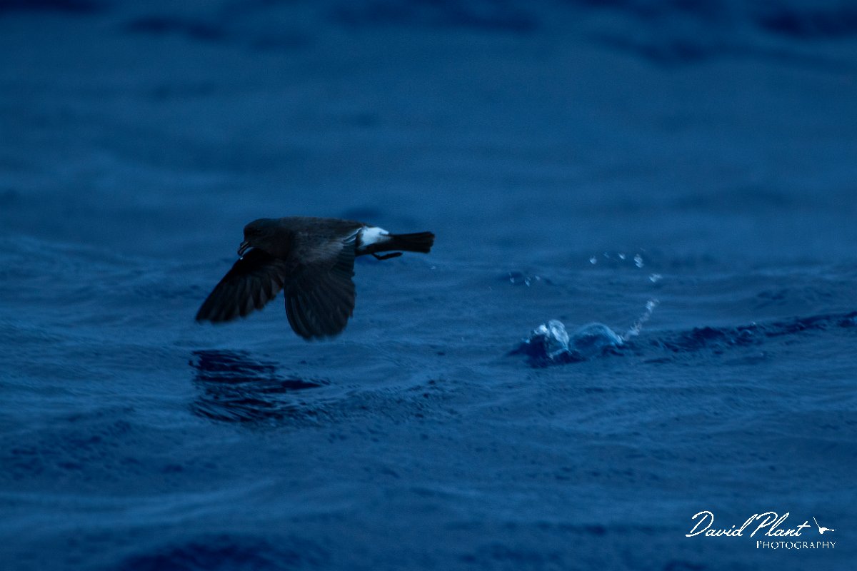 DPPhotography - Maderia - Madeiran storm-petrel - F.jpg - Maderian storm-petrel - Ocean N of Madeira, Madeira
