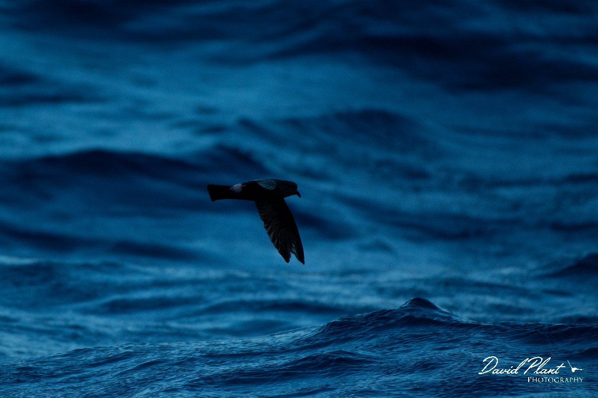 DPPhotography - Maderia - Madeiran storm-petrel - G.jpg - Maderian storm-petrel - Ocean N of Madeira, Madeira