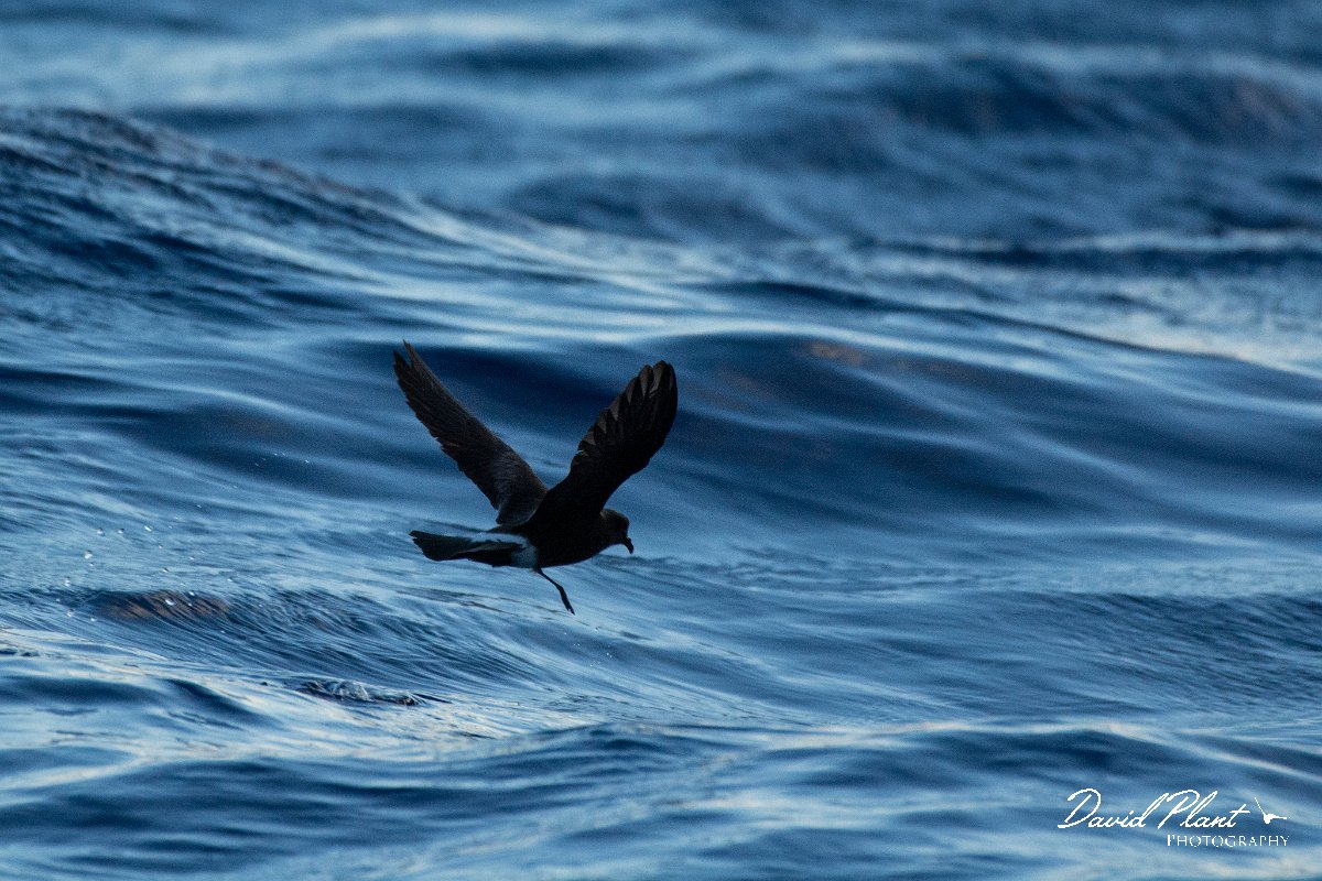 DPPhotography - Maderia - Madeiran storm-petrel - I.jpg - Maderian storm-petrel - Ocean N of Madeira, Madeira