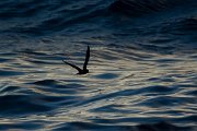 DPPhotography - Maderia - Madeiran storm-petrel - A