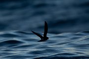 DPPhotography - Maderia - Madeiran storm-petrel - B