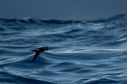 DPPhotography - Maderia - Madeiran storm-petrel - C