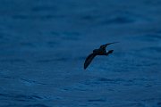 DPPhotography - Maderia - Madeiran storm-petrel - D
