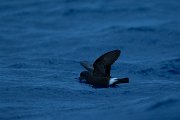 DPPhotography - Maderia - Madeiran storm-petrel - E
